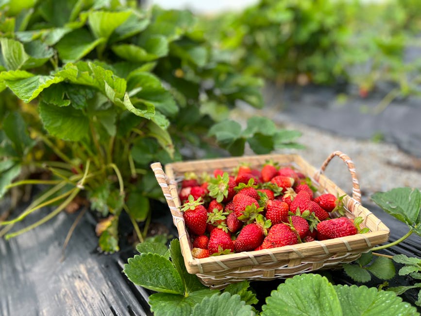 Fresh strawberries in a spring field