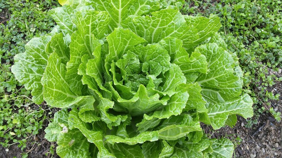Fresh green napa cabbage leaves laid out on a surface