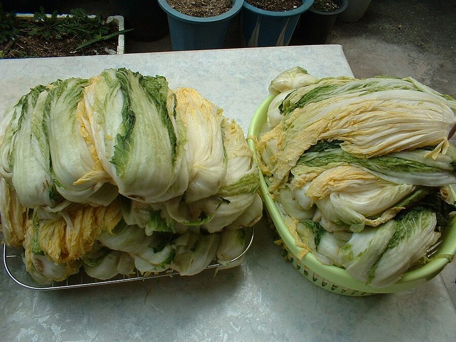 Salted baechu cabbage prepared for kimchi making in Korea