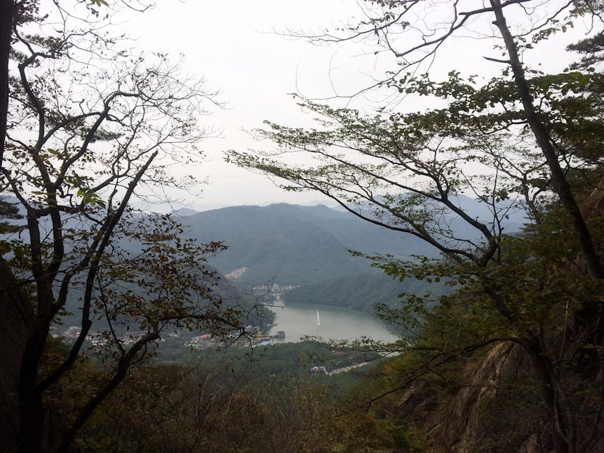 Dense Korean forest with pine trees on a mountain slope