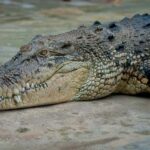 Kota Kinabalu: Kawa-Kawa RiverCruise & Fireflies Shared Tour - Practical Details and Tips