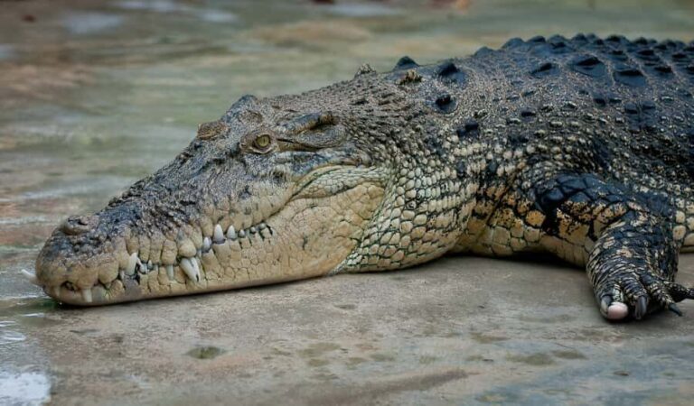 Kota Kinabalu: Kawa-Kawa RiverCruise & Fireflies Shared Tour - Practical Details and Tips