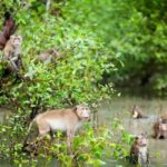Krabi: Ao Thalane Mangrove Kayaking with Extras - Why This Tour is Worth Considering