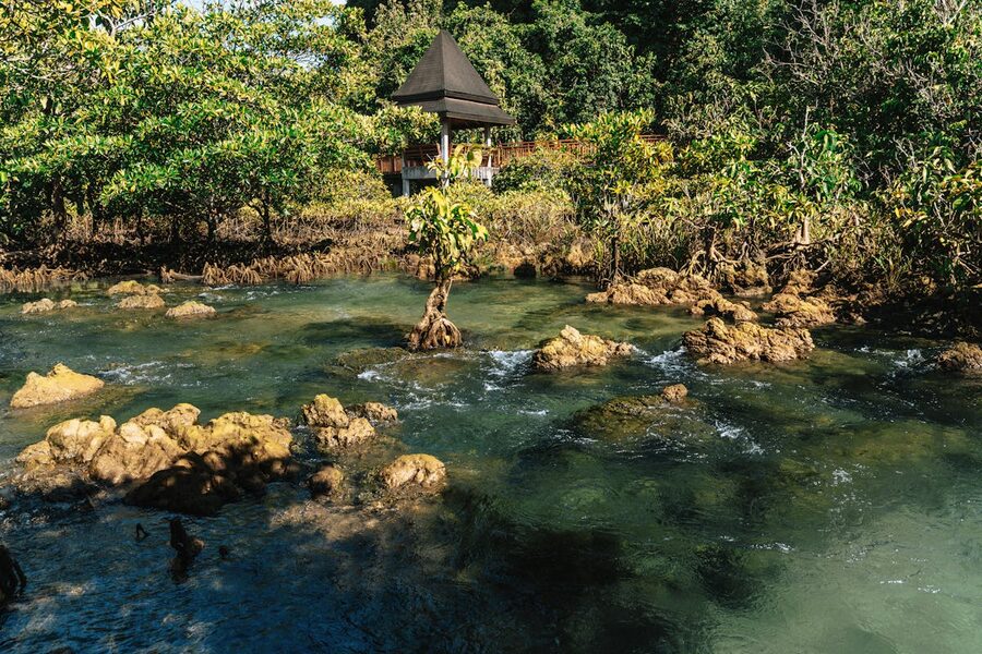 Clear stream flowing through mangrove forest in Krabi Thailand
