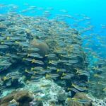 Krabi: Phi Phi Islands & 4 Islands Sunset with BBQ Dinner - What to Expect: The Experience Experience