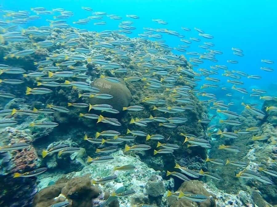 Krabi: Phi Phi Islands & 4 Islands Sunset with BBQ Dinner - What to Expect: The Experience Experience