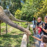 Kuala Lumpur: Batu Caves & Kuala Gandah Elephant Sanctuary - What to Expect During the Tour