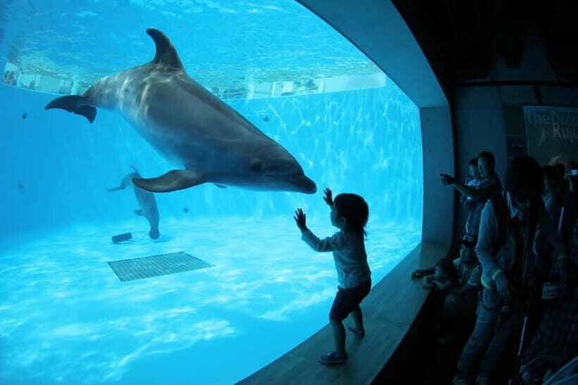 Kujukushima: Aquarium Umikirara Admission Ticket - The Practicalities: What You Need to Know