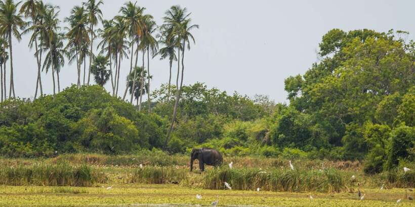 Kumana National Park Half day Jeep safari Morning/Afternoon - Why This Tour Is a Great Value