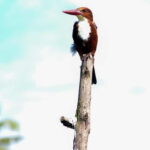 Kumarakom: Sunrise Cruise With Village Life and Local Food - What the Tour Includes and Important Considerations