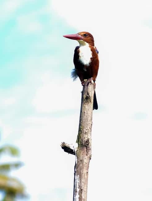 Kumarakom: Sunrise Cruise With Village Life and Local Food - What the Tour Includes and Important Considerations