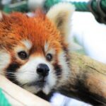 Kurodake Ropeway, Asahiyama Zoo Autumn Leaves Bus Tour - The Verdict: Is It Worth It?