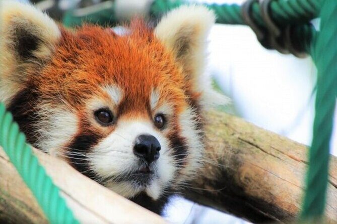 Kurodake Ropeway, Asahiyama Zoo Autumn Leaves Bus Tour - The Verdict: Is It Worth It?