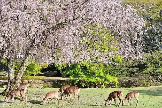 Kyoto and Nara Day Tour with Kobe Beef Lunch - Who Should Consider This Tour?