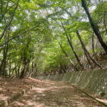 Kyoto: Arashiyama Bamboo Forest Hiking Tour - Pricing and Value