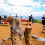 Kyoto: Arashiyama Walking Tour  UNESCO World Heritage - Practical Details and What to Expect