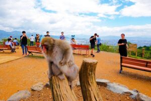 Kyoto: Arashiyama Walking Tour  UNESCO World Heritage - Practical Details and What to Expect