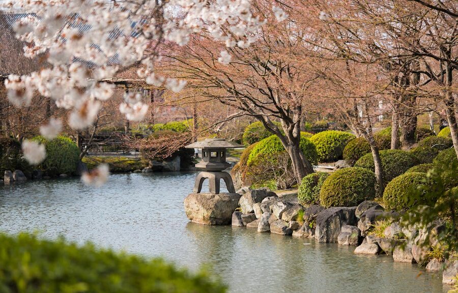 Cherry blossom trees near a pond in Kyoto