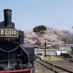 Kyoto: Enjoy "Hanami" Cherry Blossom Experience with Snacks - The Itinerary Breakdown