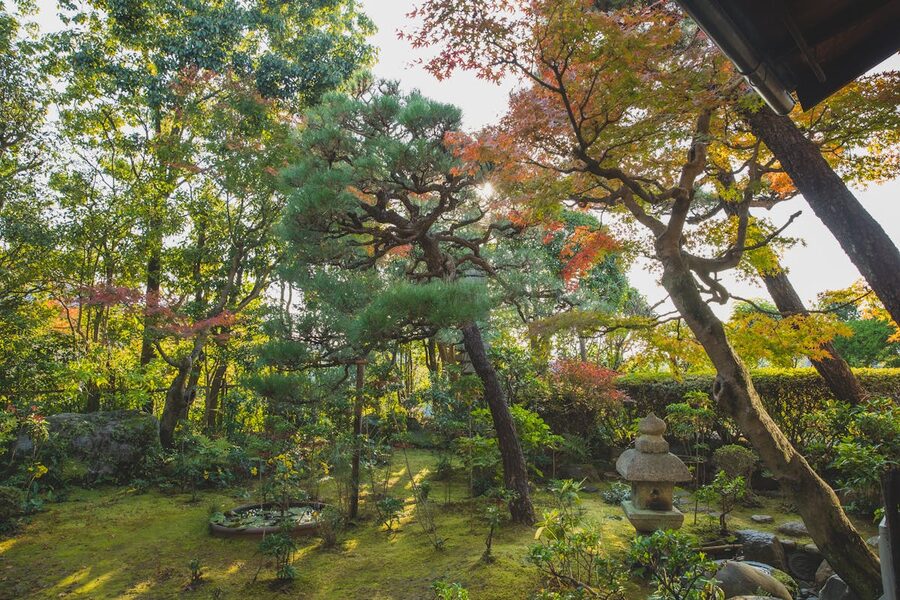 Tall green trees in a Kyoto garden