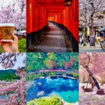 Kyoto/Nara: Must-see Spots in One Day Tour with Hotel Pickup - Why This Tour Offers Great Value