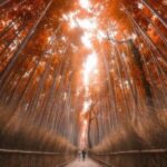 Kyoto & Nara: Private Day Customized Tour in Luxury Vehicle - Why This Tour Offers Great Value