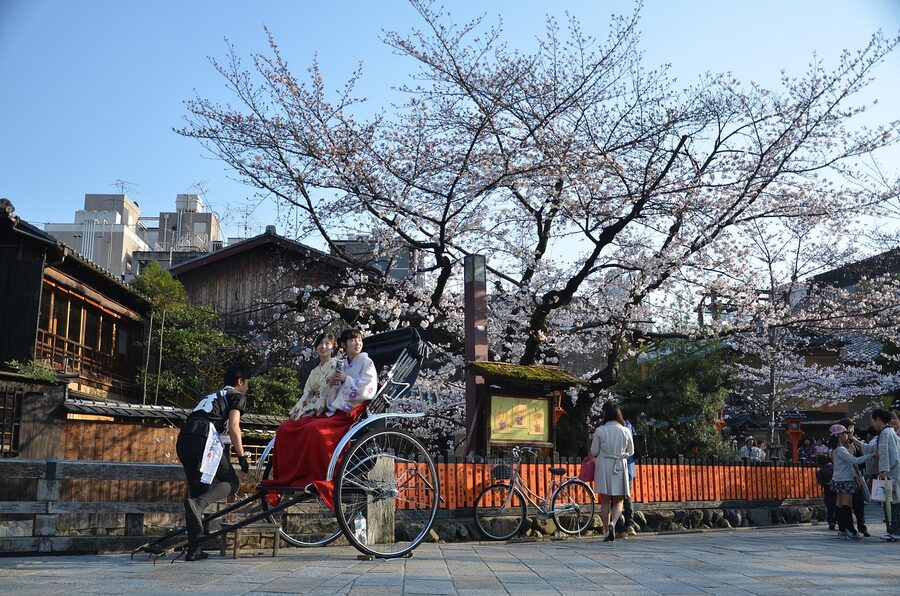 Cherry blossoms along a Kyoto canal