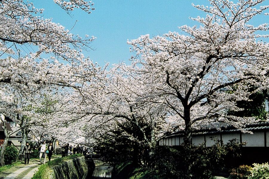 Cherry blossoms along the Philosopher's Path in Kyoto