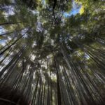 Kyoto: Private Tour with Nara included and English Driver - Who Will Love This Tour?