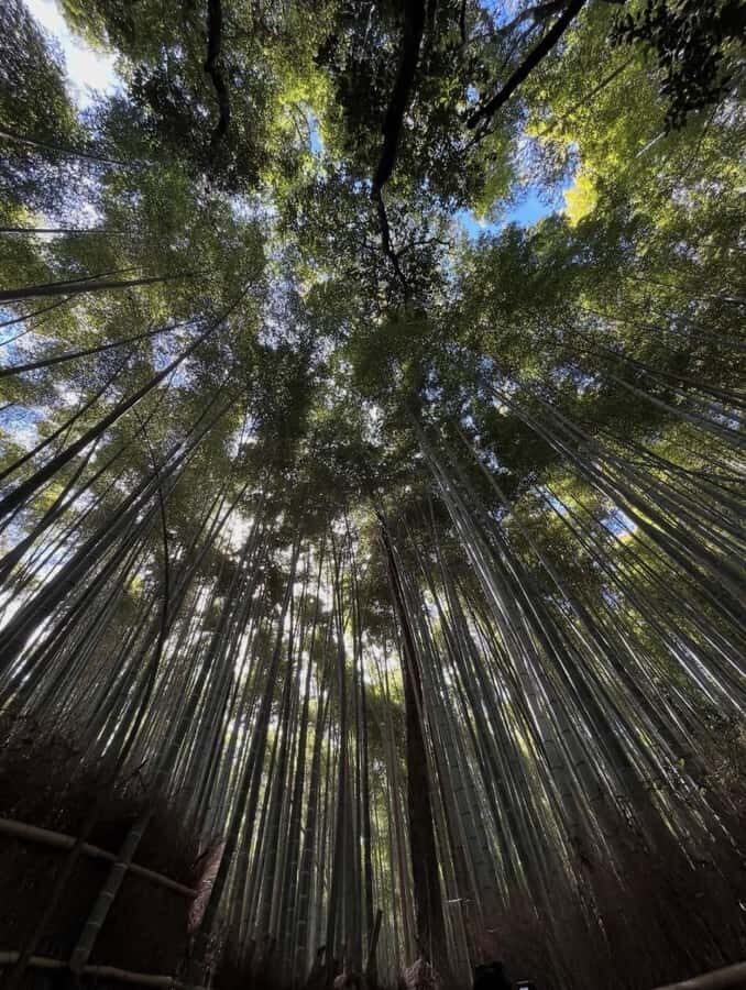 Kyoto: Private Tour with Nara included and English Driver - Who Will Love This Tour?