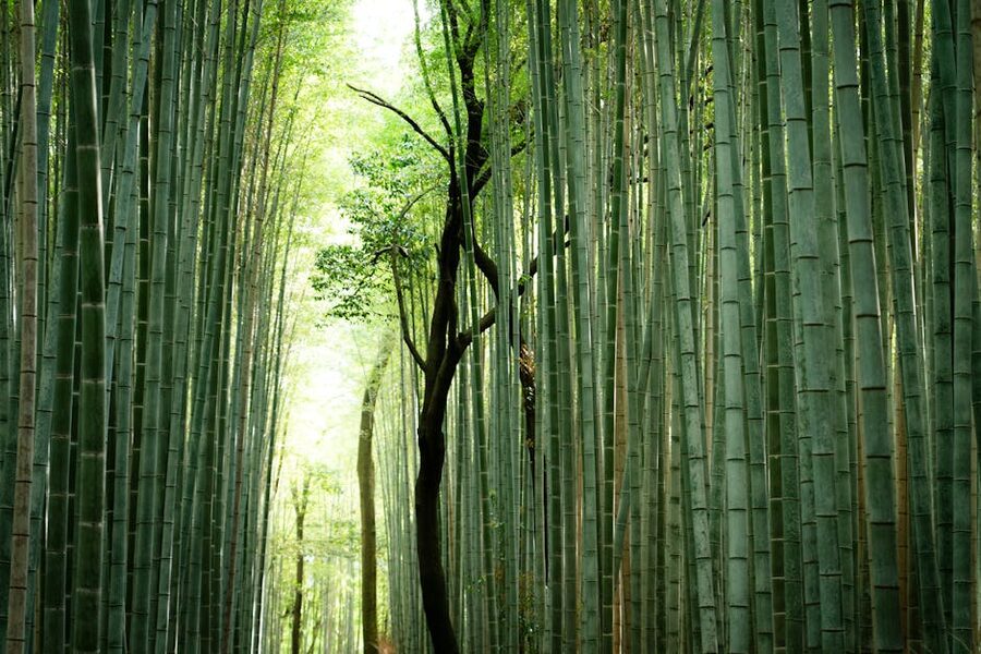 Bamboo forest path in Arashiyama Kyoto