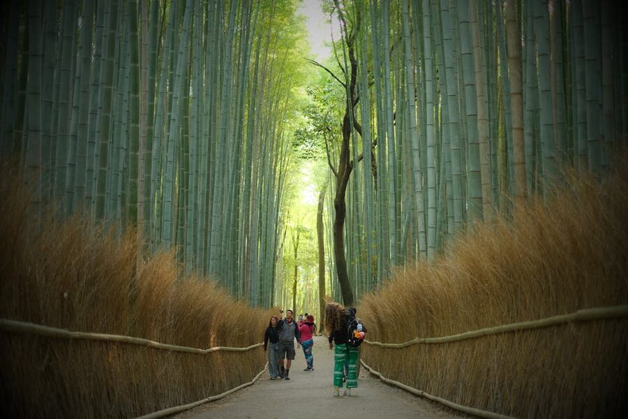 Rickshaw guests entering Arashiyama bamboo grove