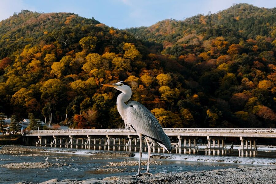 Heron by Togetsukyo Bridge autumn