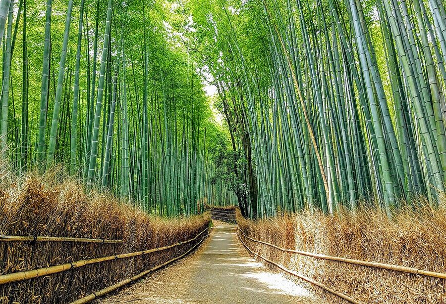 Sagano bamboo grove Arashiyama