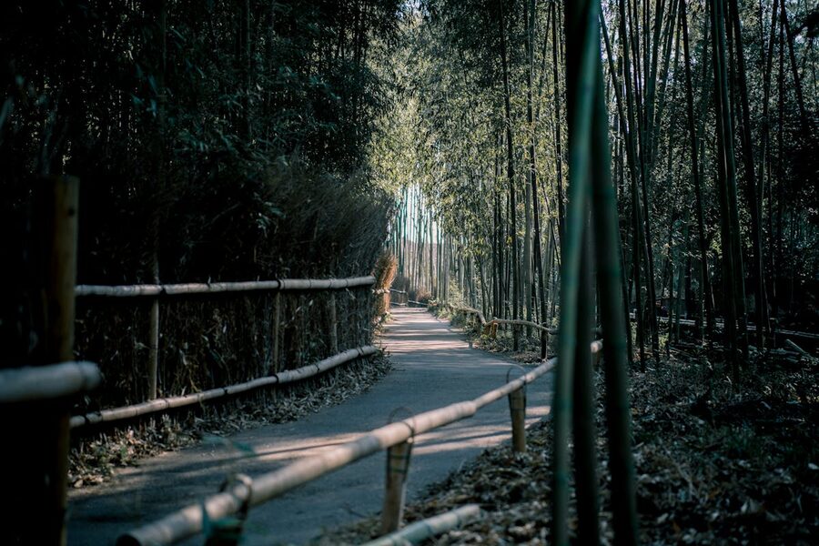 Pathway through the Arashiyama bamboo grove in Kyoto