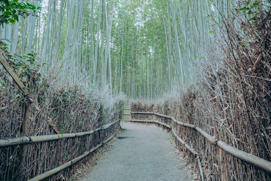 Peaceful bamboo grove pathway in Kyoto with dappled sunlight