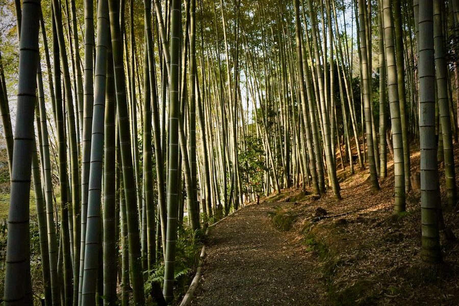 Tranquil bamboo forest pathway in Kyoto Japan