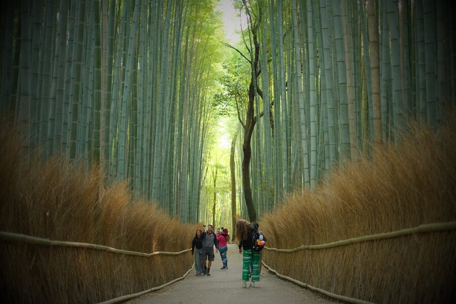 Arashiyama Bamboo Grove in Kyoto with sunlight filtering through tall bamboo stalks