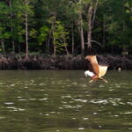Langkawi Mangrove Group Boat Tour - Exploring Kilim Geoforest Park: What to Expect