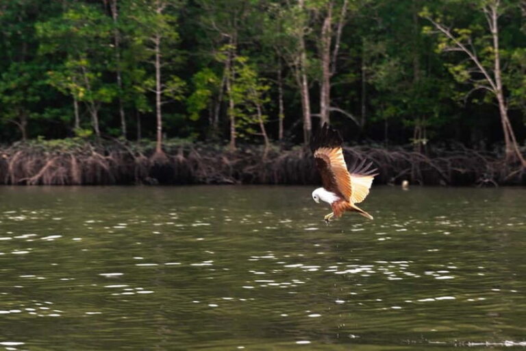 Langkawi Mangrove Group Boat Tour - Exploring Kilim Geoforest Park: What to Expect