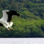 Langkawi: Mangrove Tour with Kilim Geoforest Park & Bat Cave - Itinerary Breakdown: What to Expect