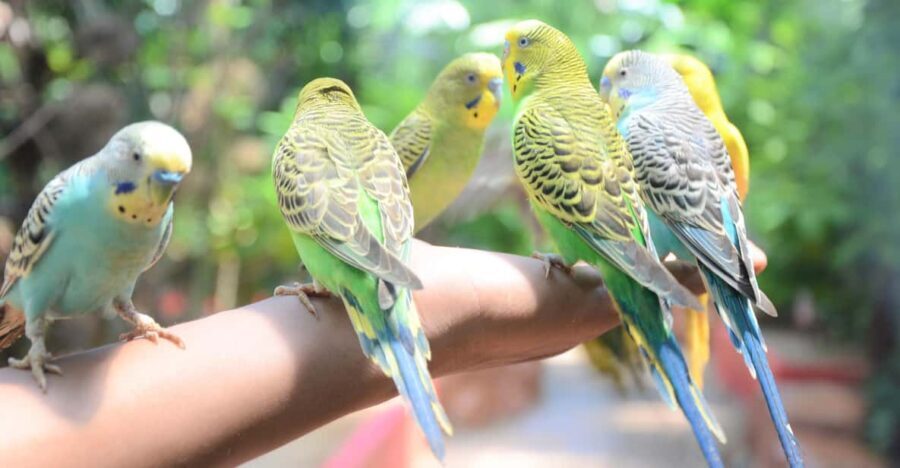 Langkawi: Wildlife Park Admission Ticket - What to Expect During Your Visit