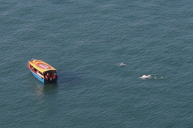 Lantau Group Tour: Dolphin Watching, Fishing Village & Cable Car - What Do the Reviews Say?