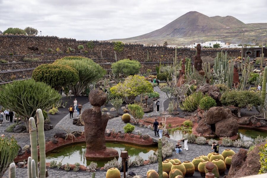 Cactus garden in Lanzarote volcanic landscape
