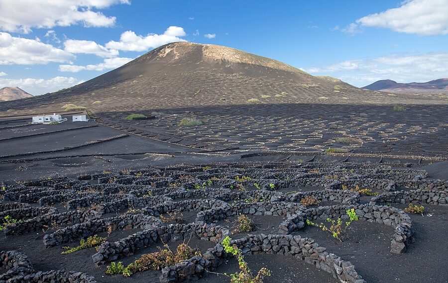 La Geria vines growing in volcanic ash compartments
