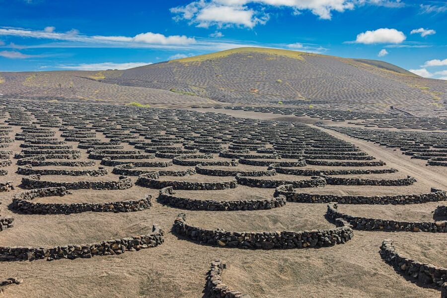 La Geria volcanic vineyard with circular stone walls