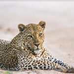 Leopard Half Day Yala National Park Eleven Safari - Guide and Driver Quality