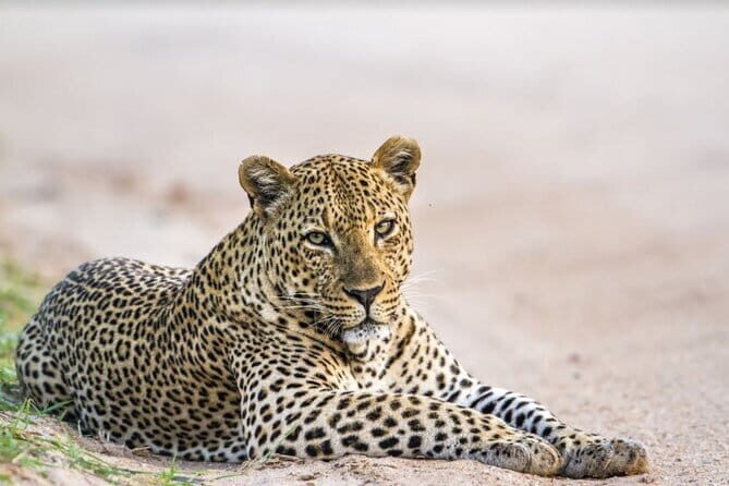 Leopard Half Day Yala National Park Eleven Safari - Guide and Driver Quality