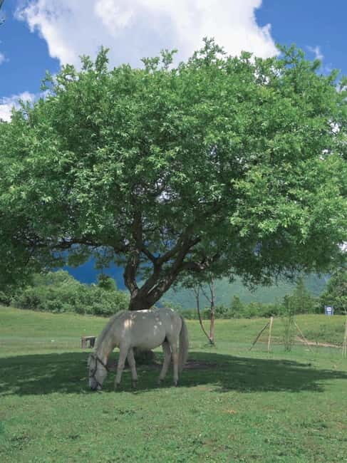 LijiangYulong Snow Mountain Yakniuping Cableway Day Tour - What’s Not Included and Additional Costs