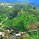 Lipton's Seat, Adisham Bungalow, Dambetenna Tea Factory Tour - Who Will Love This Tour?